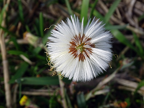 Tussilago farfara, coltsfoot seed head.