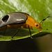 IMG 0120 Beetle