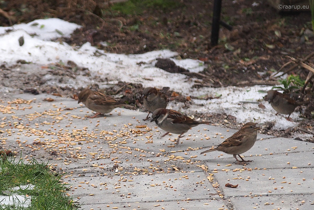 The sparrows again