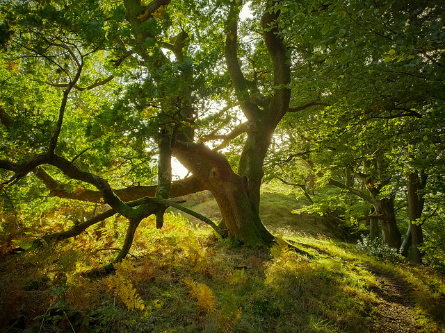 Amongst the trees