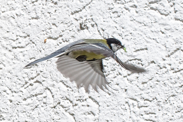 20160512 1559VRMw [D~LIP] Kohlmeise (Parus major), Bad Salzuflen