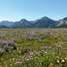 Wildflower meadow, Waterton