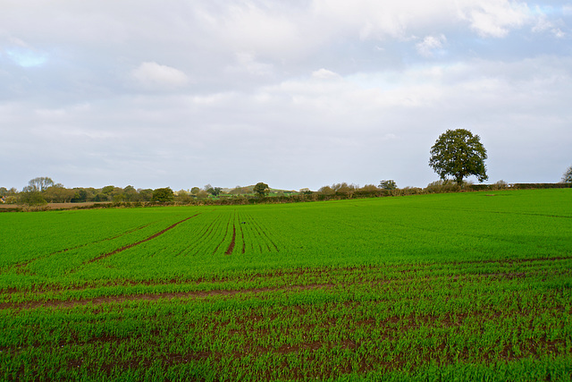 Gnosall autumn fields