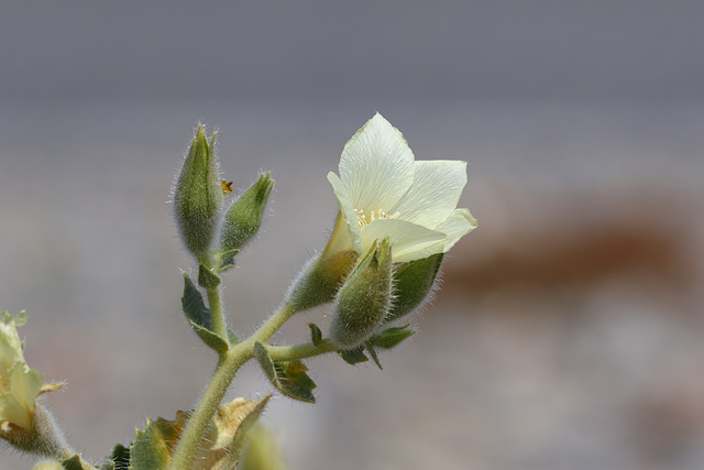 Desert Rock Nettle