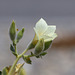 Desert Rock Nettle