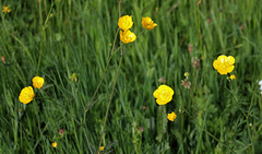 Ranunculus acris  (2)