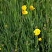 Ranunculus acris  (2)