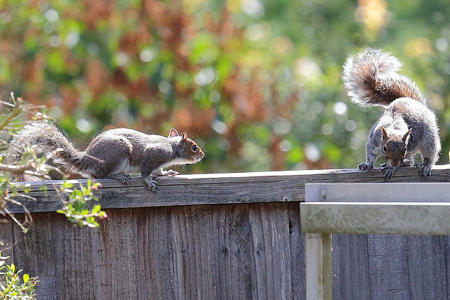 EOS 6D Peter Harriman 10 26 03 8857 SquirrelEncounter dpp