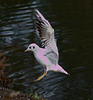 Blackheaded gull EF7A2087