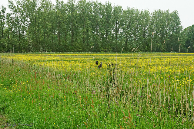 Herten tussen de boterbloemen