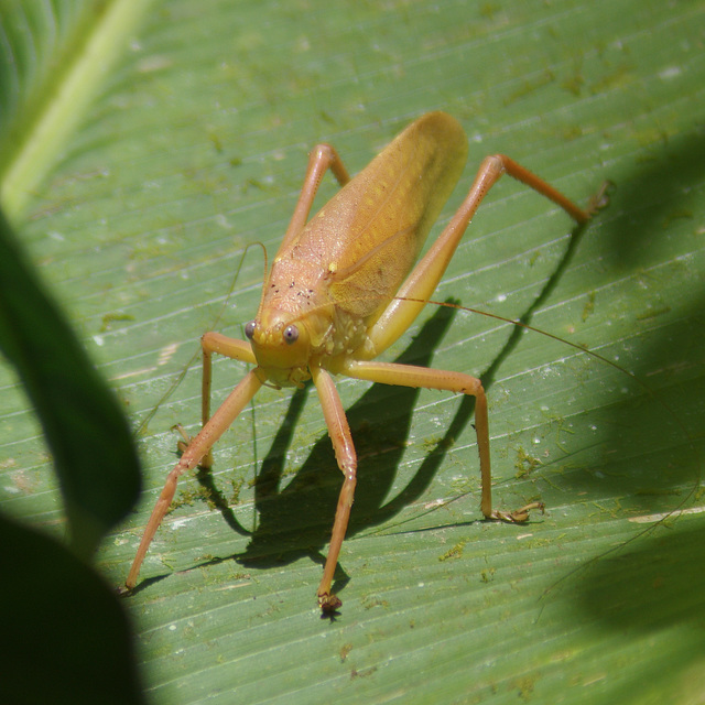 Katydid