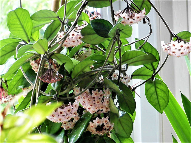 The hoya and its many blooms - I last counted 43!!!!