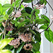The hoya and its many blooms - I last counted 43!!!!