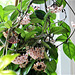 The hoya and its many blooms - I last counted 43!!!! The hoya and its many blooms - I last counted 43!!!!