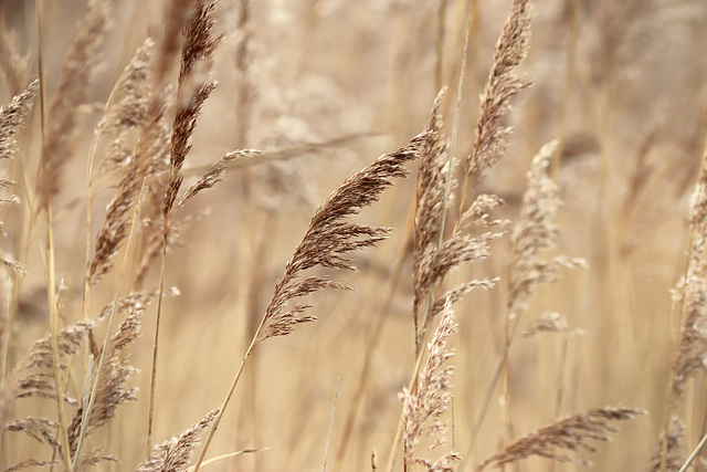 EOS 90D Peter Harriman 10 34 30 51365 reeds dpp