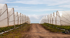 Strawberry poly-tunnels