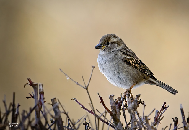 .......der Spatz hat alles im Überblick.....