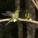 IMG 0122 Hummingbirds