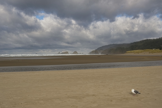 Ecola Estuary Northwards to Ecola Point