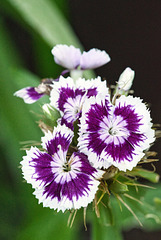 dianthus by the border