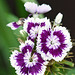 dianthus by the border