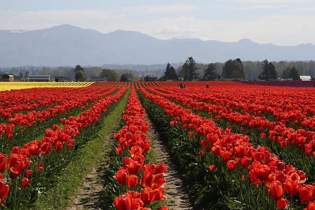 And More Tulips