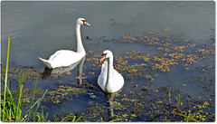 ANGERS BLUE PLANET/PLANETE BLEUE