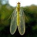 Something on my window