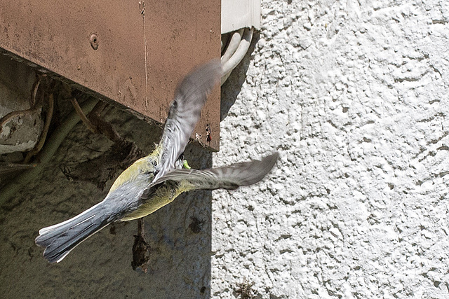 20160512 1563VRMw [D~LIP] Kohlmeise (Parus major), Bad Salzuflen