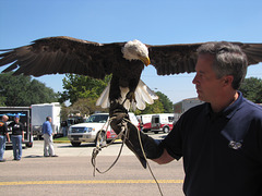 "FREEDOM"  the Georgia Southern University  ( Statesboro, Georgia) mascot....with its Handler.... in town for our annual festival day ...