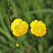 Ranunculus acris  (3)