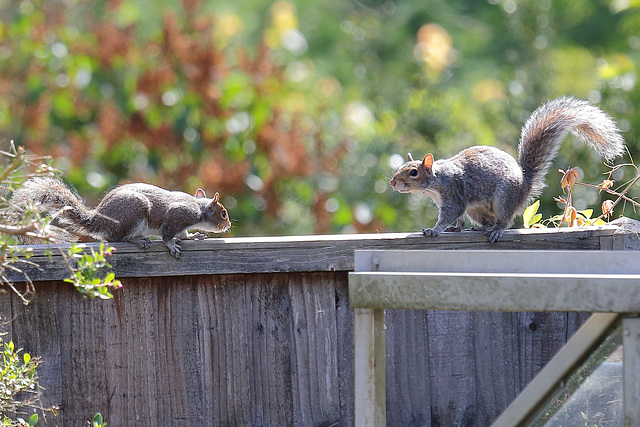 EOS 6D Peter Harriman 10 26 01 8853 SquirrelEncounter dpp