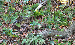 Forest Floor