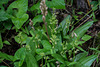 Liparis loeselii (Loesel's Twayblade orchid)