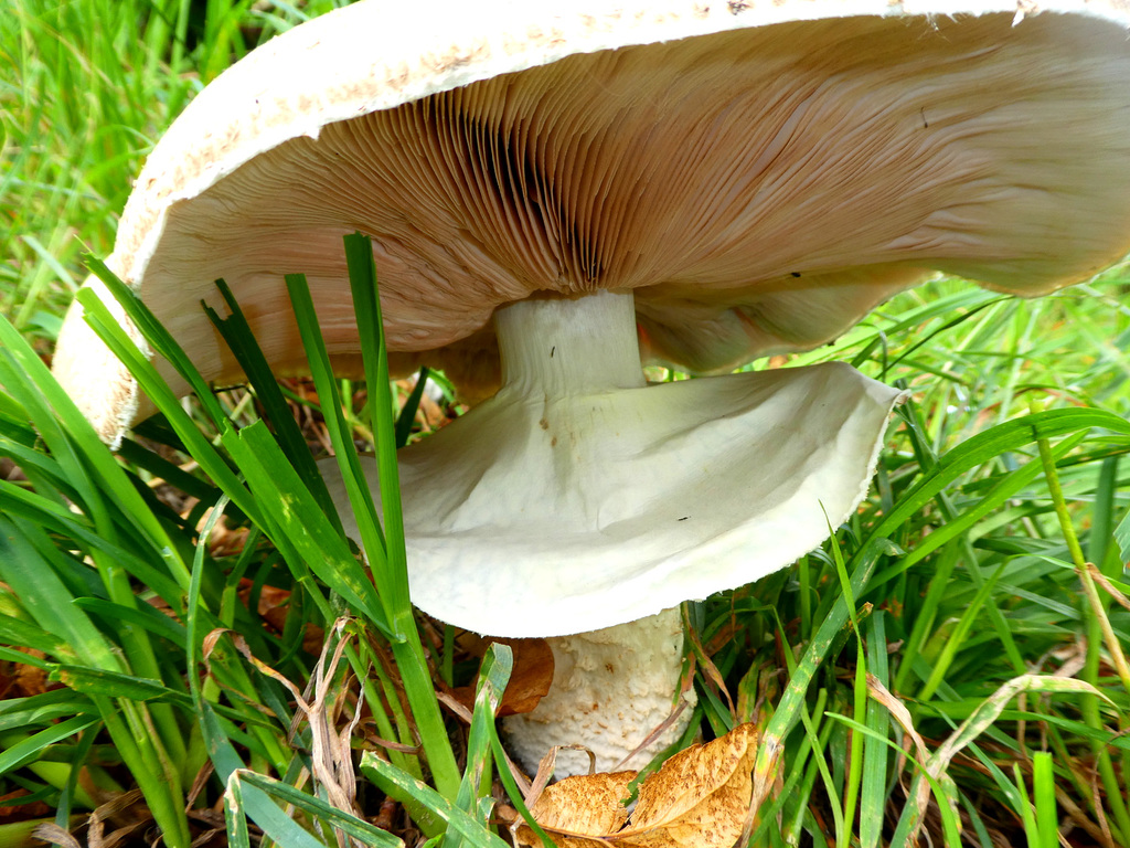 Giant mushroom