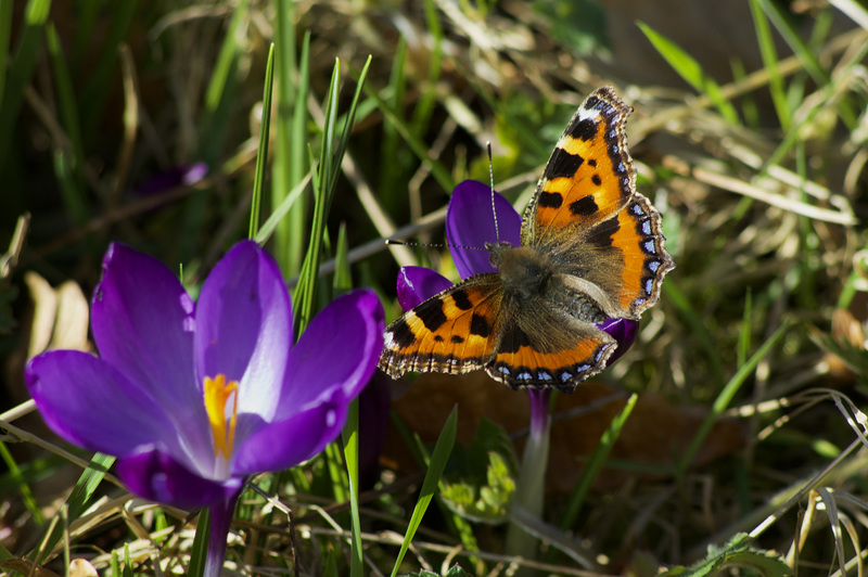 Small Tortoiseshell Butterfly