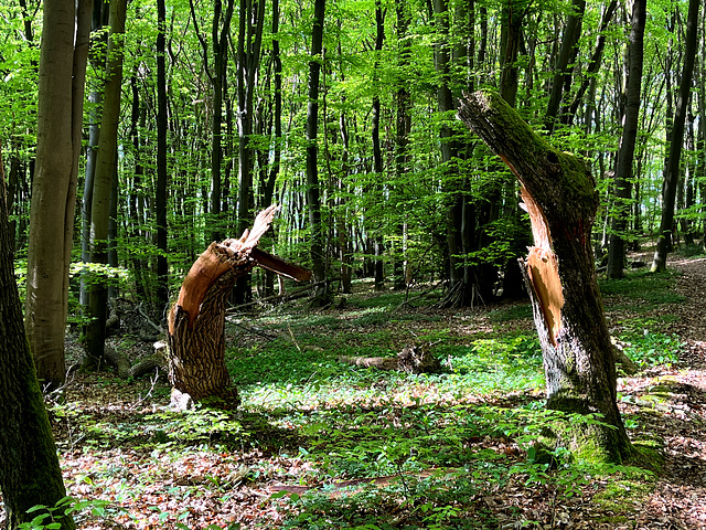 Im Wald bei Heppingen