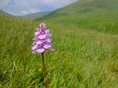 Orchid in the hills