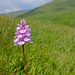 Orchid in the hills