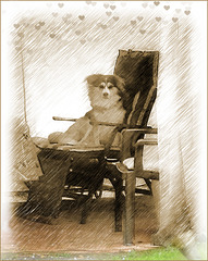 "Sitting Dog" (((•‿•)))