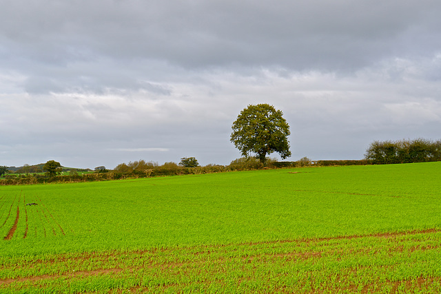 Gnosall autumn fields