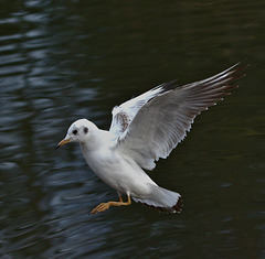 Blackheaded gull EF7A2086