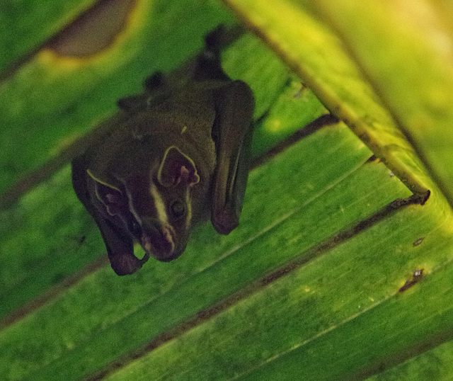 Tent-making Bat