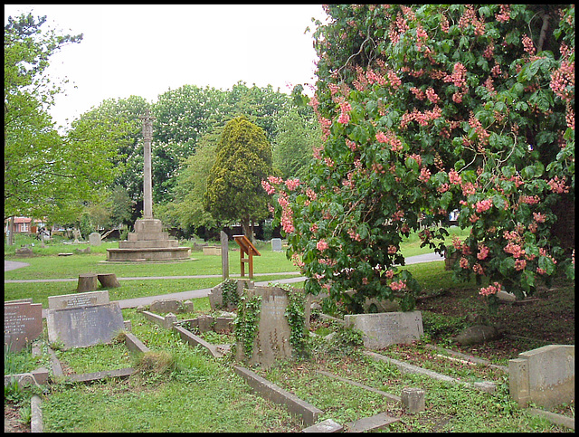 churchyard chestnut