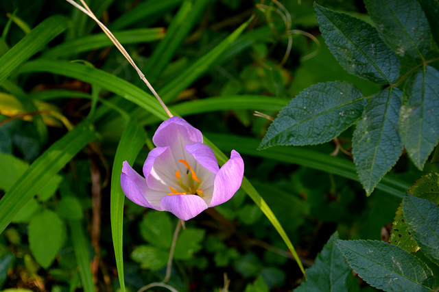 herfst krokus