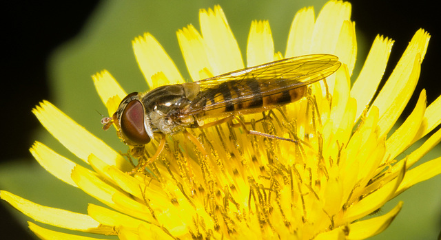 IMG 2844 Hoverflyv2