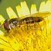 IMG 2844 Hoverflyv2