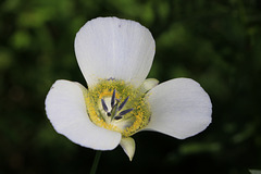 Gunnison's Mariposa Lily