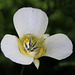 Gunnison's Mariposa Lily