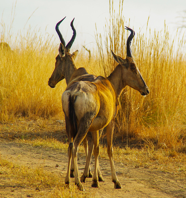 South Africa Cradle of Life IGP5728